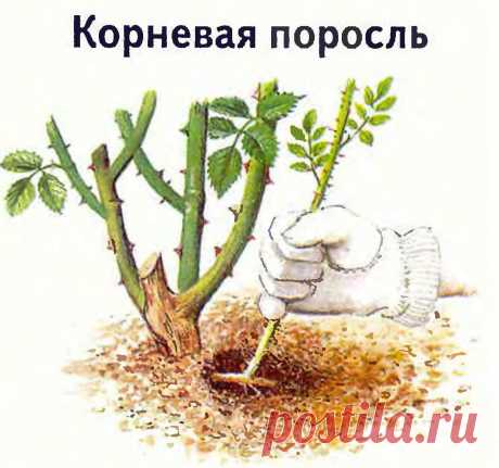Корневая поросль