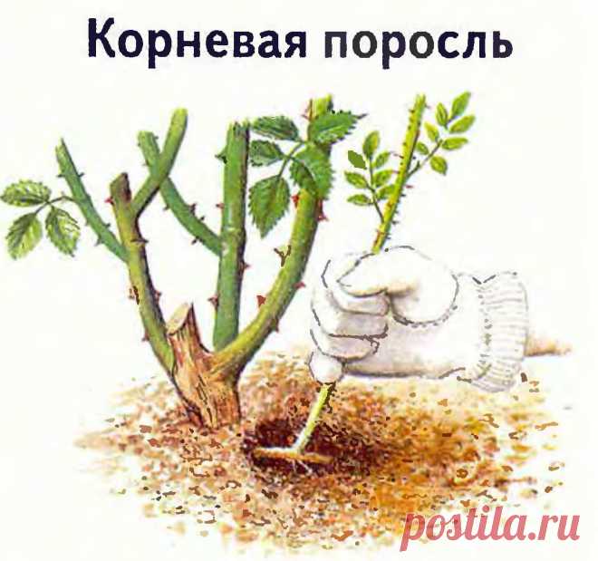 Корневая поросль