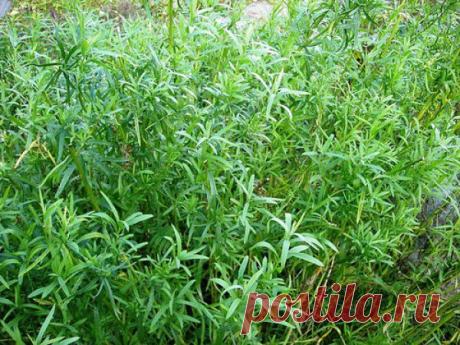 Эстрагон(тархун)