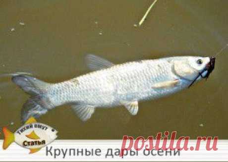 Крупные дары осени