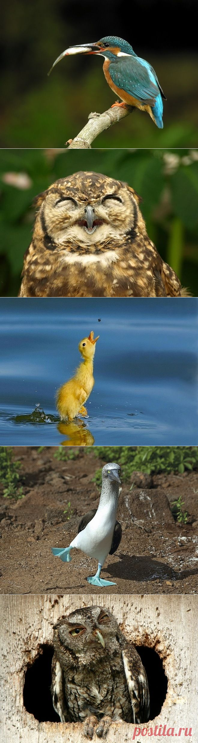 40 удивительных фотографий птиц