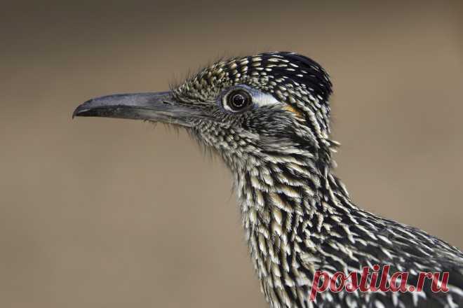 Greater Roadrunner | Matthew Studebaker | Flickr