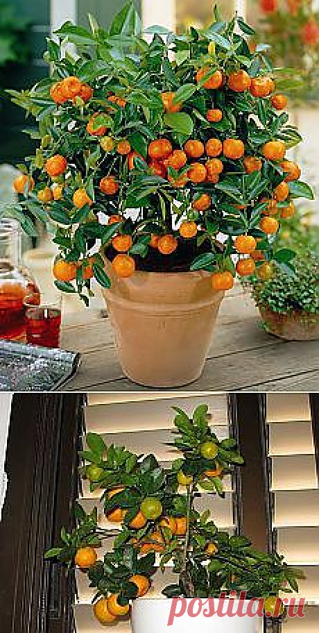 Мандарины, коты и первый снег. Кусочек Постилы к чаю - otsviakh@mail.ru - Почта Mail.Ru