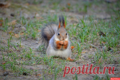 Фото: Белка. Фотограф Константин Анисимов. Фото животных - Фотосайт Rasfokus.ru