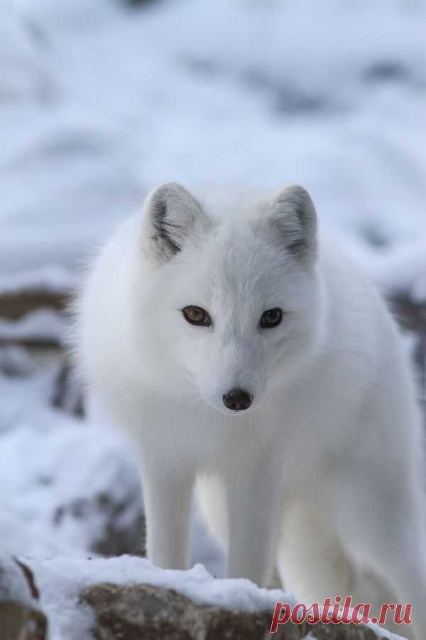Забавная дикая природа • wolverxne: Curious Arctic Fox Марка Дюмона
