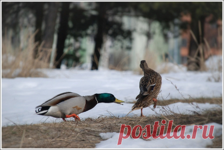 девушка,а девушка....