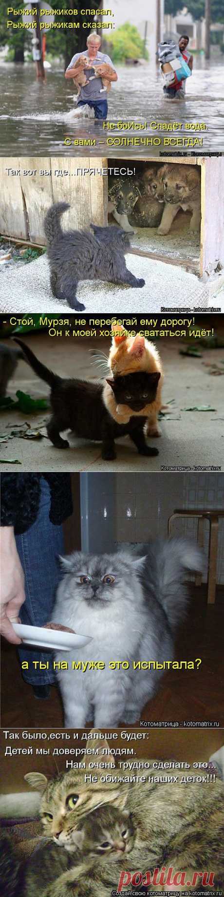 Забавные котоматрици