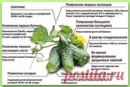 Формировка огурцов, чего не хватает огурцам, способы выращивания. 
1. На первом этапе на нижней части растения в пазухах 3-5 листьев производится «ослепление». Удаляются все завязи и побеги, которые образуются в пазухах этих листьев. Это нужно для того чтобы растение направило все силы для формирования корневой системы, которая смогла бы в дальнейшем «прокормить» все растение. 
2. На следующем этапе в пазухах следующих 3-5 листьев оставляем завязи, боковые побеги удаляем. 
3. Дальше происходи