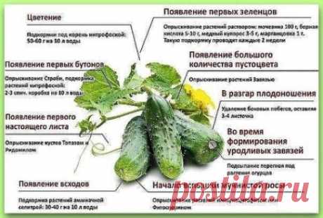 Формировка огурцов, чего не хватает огурцам, способы выращивания. 
1. На первом этапе на нижней части растения в пазухах 3-5 листьев производится «ослепление». Удаляются все завязи и побеги, которые образуются в пазухах этих листьев. Это нужно для того чтобы растение направило все силы для формирования корневой системы, которая смогла бы в дальнейшем «прокормить» все растение. 
2. На следующем этапе в пазухах следующих 3-5 листьев оставляем завязи, боковые побеги удаляем. 
3. Дальше происходи