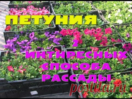 2 ИНТЕРЕСНЫХ СПОСОБА РАССАДЫ ПЕТУНИИ — Копилочка полезных советов