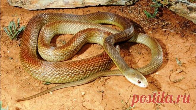 10 самых опасных змей в мире Милые животные и братья наши меньшие – змеи… Они ведь тоже красивые, умные, хорошие, если не трогают человека. 
В природе существует огромное количество ядовитых змей, которых лучше не встречать на св...