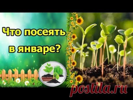 ЧТО ПОСЕЯТЬ В ЯНВАРЕ? РАССАДА ОВОЩЕЙ И ЦВЕТОВ.