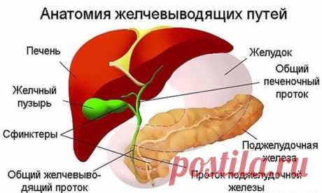 Помогаем печени - очистим желчный пузырь от застойной желчи

Уникальные желчегонные отвары – приготовление и применение:

1-й рецепт: необходимо смешать по одной чайной ложке (или взять по одному фильтр-пакету) мяты перечной и шиповника, залить 200 мл кипятка, дать настояться в течение получаса, процедить и выпить за полчаса до приема пищи.

2-й рецепт: необходимо взять по одной столовой ложке зверобоя, кукурузных рыльцев и толокнянки, смешать. Полученную смесь трав следуе...