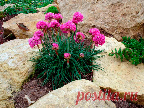 Многолетний садовый цветок Армерия (Armeria). Травянистый многолетник с многочисленными линейными или узколанцетными листьями, собранными в прикорневые розетки. Цветки мелкие - белые, розовые, лиловые и красные, собраны в головки на безлистных цветоносах высотой до 30 см. Цветет в мае - августе.