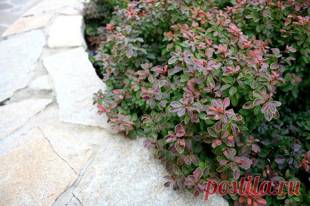 Декоративные кустарники: 12 причин посадить их в своем саду Различные стратегии выращивания кустарников для декоративности и пользы