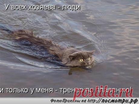 Без кота и жизнь не та... | Кому за пятьдесят