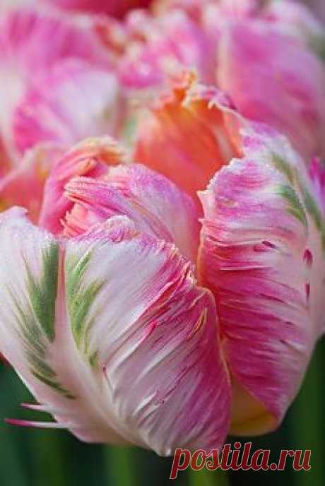 Pinterest