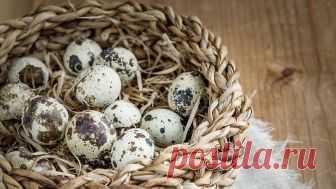 6 оригинальных рецептов к новогоднему столу - Советы - РИАМО в Балашихе