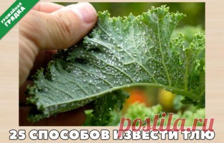 25 способов извести тлю
1. Водкой. Для обработки пойдет самая дешевая. Все, что нужно, так это налить ее в пульверизатор и опрыснуть растения.
2. Кока-колой. Использовать так же, как и водку...