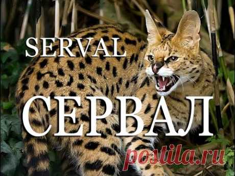 Сервал — Serval - YouTube