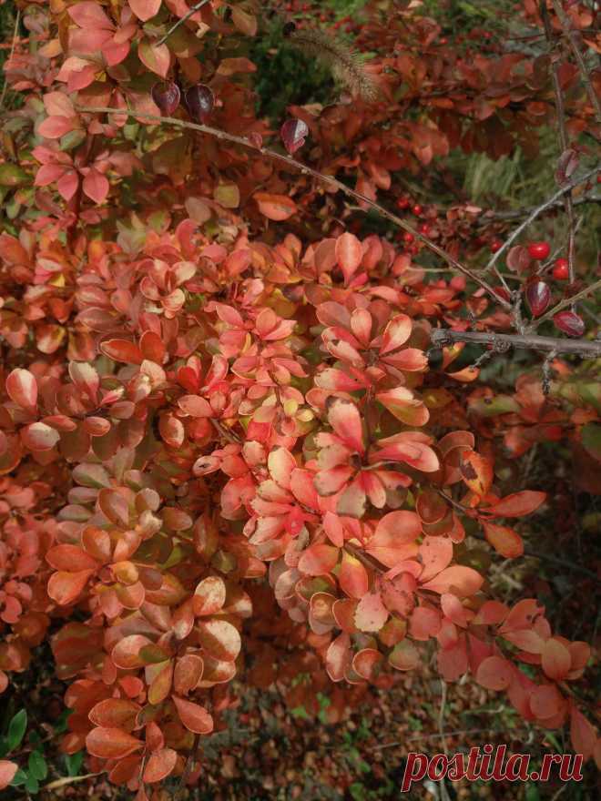 Барбарис Тунберга "Дьяболикум" (Berberis thunbergii "Diabolicum") осенью