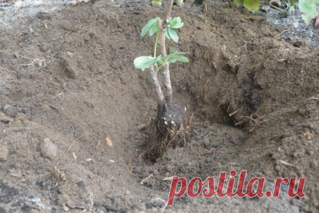 ЧТО ДЕЛАТЬ С ПИОНАМИ В АВГУСТЕ
Сохраните, чтобы не потерять!

Когда можно сажать и пересаживать пионы


Вторая половина августа и весь сентябрь – благоприятное время для омоложения пионов. До середины августа у растений формируются почки на будущий год, поэтому раньше пересадку проводить не стоит. Но и слишком затягивать не нужно. В октябре уже холодно, и деленки могут не успеть прижиться, поэтому пересадка пионов осенью сопряжена с некоторым риском. Хотя если погода позво...