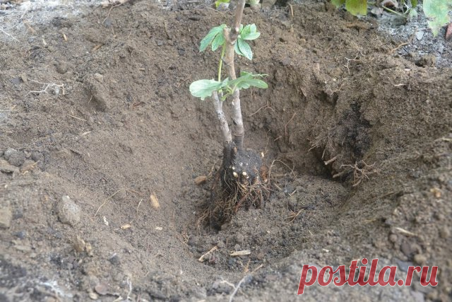 ЧТО ДЕЛАТЬ С ПИОНАМИ В АВГУСТЕ
Сохраните, чтобы не потерять!

Когда можно сажать и пересаживать пионы


Вторая половина августа и весь сентябрь – благоприятное время для омоложения пионов. До середины августа у растений формируются почки на будущий год, поэтому раньше пересадку проводить не стоит. Но и слишком затягивать не нужно. В октябре уже холодно, и деленки могут не успеть прижиться, поэтому пересадка пионов осенью сопряжена с некоторым риском. Хотя если погода позво...