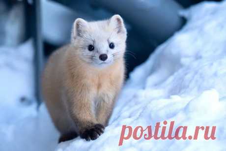 Mustelidae ☼ норки выдры хорьки | ВКонтакте