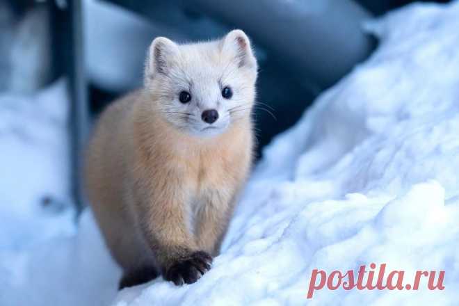 Mustelidae ☼ норки выдры хорьки | ВКонтакте
