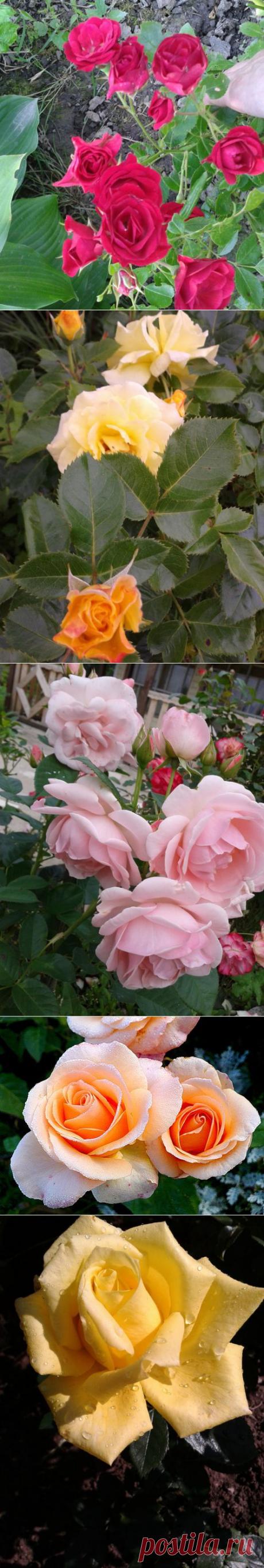 РОЗЫ У НИЛОВОЙ. ЧАСТЬ 2. и 3 | Самоцветик