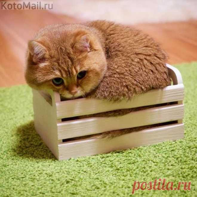 Компактненький)
