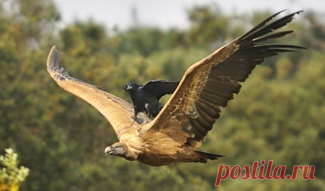 16 животных, которые знают, что такое настоящая взаимовыручка