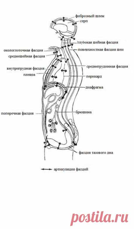 Артикуляция фасций тела
(по учебным материалам школы А.Е. Смирнова &quot;ОСТЕОПРАКТИКА&quot;