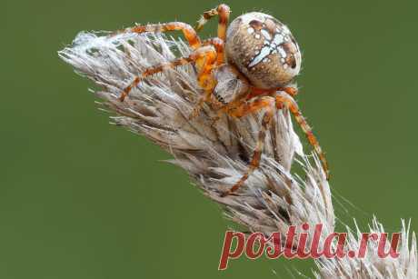 Cross Orbweaver Garden spider (Araneus diadematus, Kruisspin, Araneidae, Arachnida) sitting on Dactylis glomerata near Valmiera (Latvia, 12 August 2017).  Fast fieldstack based on too few (17) images. Troublesome to  assemble, using GIMP and Zerene Stacker (Pmax & Dmap). Sony A6500 + Canon EF 100mm 1:2.8L IS USM; ISO-400, f/3.5, 1/320s,-0.3step, natural light, slightly cloudy, windy.  Gear and methods used, see: www.flickr.com/photos/andredekesel/8004355391/