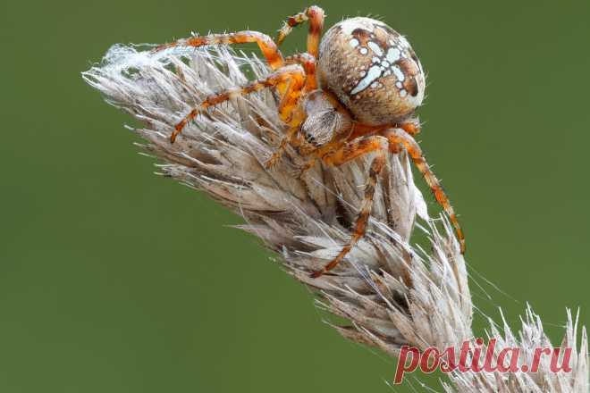 Cross Orbweaver Garden spider (Araneus diadematus, Kruisspin, Araneidae, Arachnida) sitting on Dactylis glomerata near Valmiera (Latvia, 12 August 2017).  Fast fieldstack based on too few (17) images. Troublesome to  assemble, using GIMP and Zerene Stacker (Pmax & Dmap). Sony A6500 + Canon EF 100mm 1:2.8L IS USM; ISO-400, f/3.5, 1/320s,-0.3step, natural light, slightly cloudy, windy.  Gear and methods used, see: www.flickr.com/photos/andredekesel/8004355391/