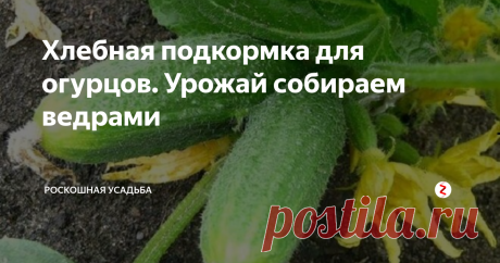 Хлебная подкормка для огурцов. Урожай собираем ведрами Каждый дачник для увеличения урожайности плодов имеет свой рецепт подкормки. За много лет выращивания огурцов, я для себя отметила свой рецепт, который меня всегда радует легкостью приготовления и результатом.