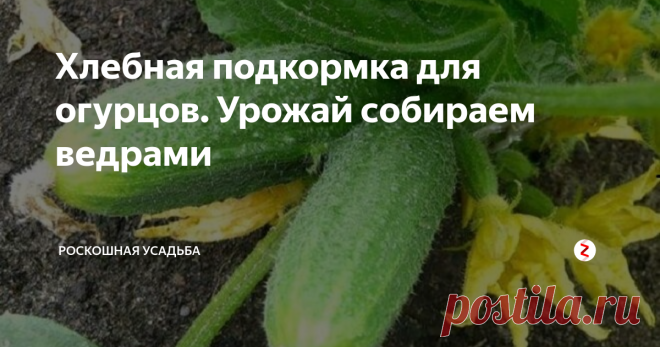 Хлебная подкормка для огурцов. Урожай собираем ведрами Каждый дачник для увеличения урожайности плодов имеет свой рецепт подкормки. За много лет выращивания огурцов, я для себя отметила свой рецепт, который меня всегда радует легкостью приготовления и результатом.