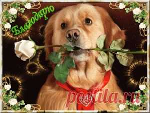 Открытки анимация СПАСИБО, БЛАГОДАРЮ | Открытки анимация