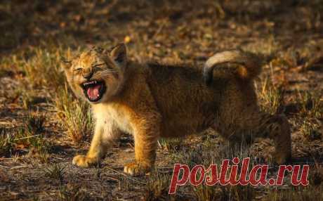 _REAL_SIMBAS_FIRST_ROAR_