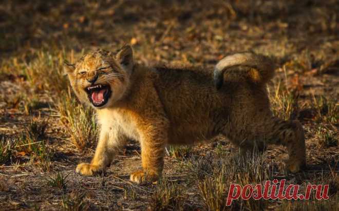 _REAL_SIMBAS_FIRST_ROAR_