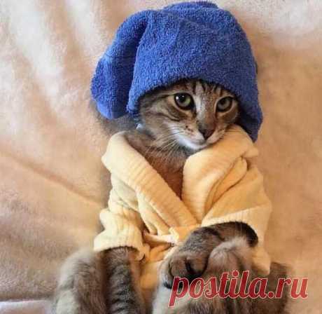 Покупанный | KotoMail.ru