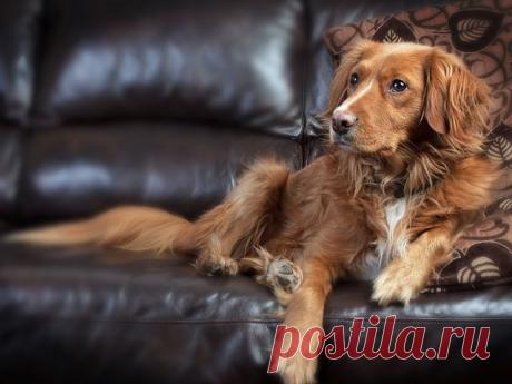 ЭМИЛИЯ -  ПОКОЙ  И  РАДОСТЬ.
ЭМИЛИЯ ЮНГ