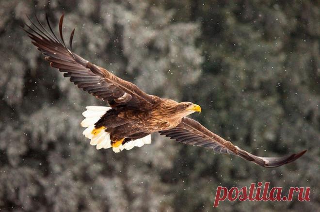 Животные крупным планом Роберта Адамека (Robert Adamec) — Фотоискусство