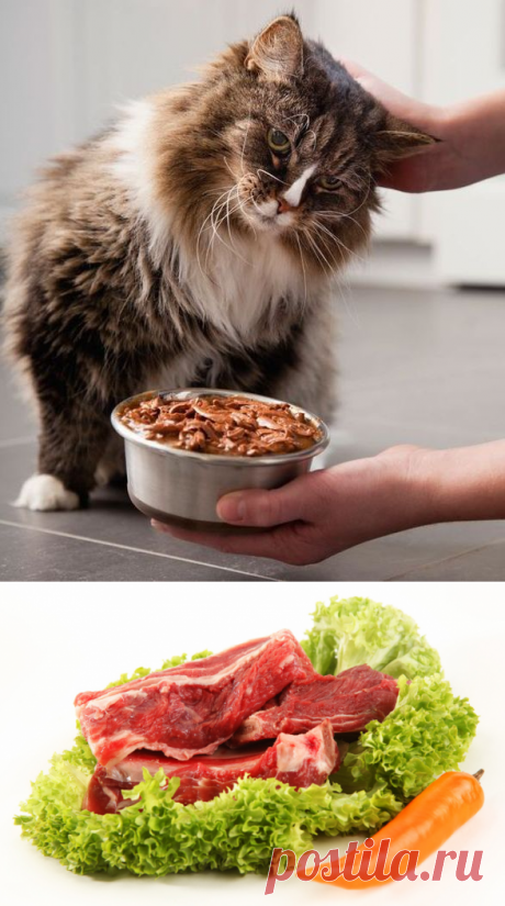 ОСНОВНОЙ РАЦИОН ДОМАШНЕГО ХИЩНИКА