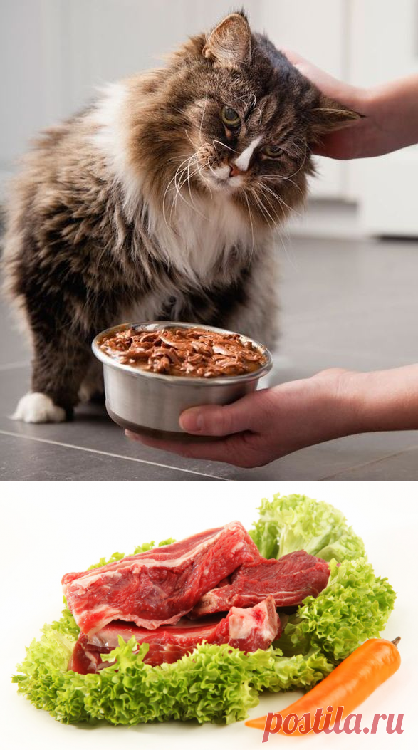 ОСНОВНОЙ РАЦИОН ДОМАШНЕГО ХИЩНИКА