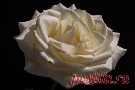 White Rose Flower macro by Greg Kirkpatrick on 500px | Rene Basurto Quijada приколол(а) это к доске Flores - Flowers