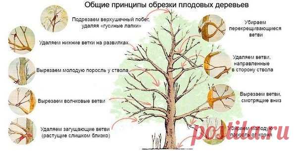 прививки | Записи в рубрике прививки | Дневник долларушка48