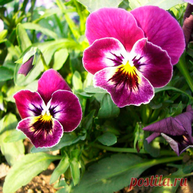 Лекарственное растение Фиалка трехцветная, анютины глазки (Viola tricolor). Однолетнее растение высотой 10-30 см, стебель приподнимающийся или прямостоячий, разветвленный. Листья черешковые, яйцевидно-ланцетные до сердцевидных с перисторассеченными прилистниками, у которых имеется удлиненное, чаще всего зазубренное окончание. Цветки, как правило, трехцветные (желтые, кремовые, фиолетовые), чаще всего больше 1,5 см. Этим они отличаются от очень схожего вида - фиалки полевой (V. arvensis).