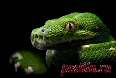 Красота и могущество змей -