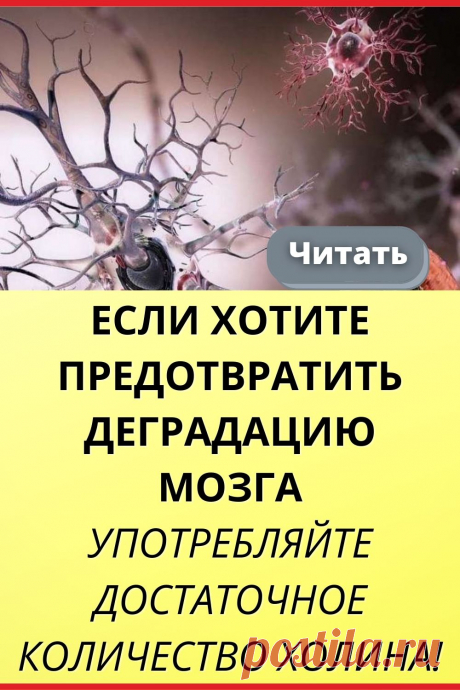 Если хотите предотвратить деградацию мозга, употребляйте достаточное количество холина!